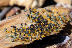 Physarum polycephalum