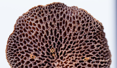 Pseudofavolus