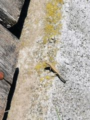 Podarcis muralis