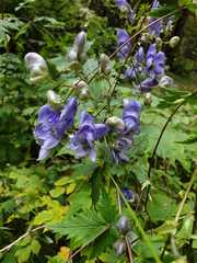 Aconitum degenii