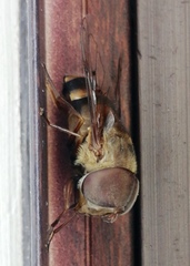 Copestylum macrocephalum