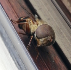 Copestylum macrocephalum