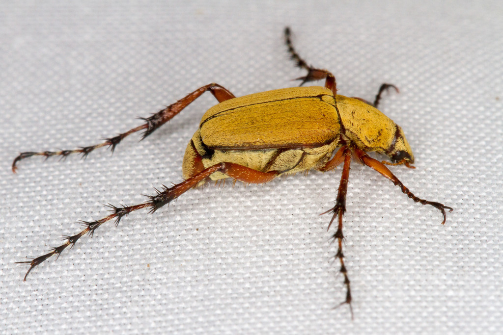 Rose chafer (Macrodactylus subspinosus)