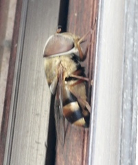 Copestylum macrocephalum