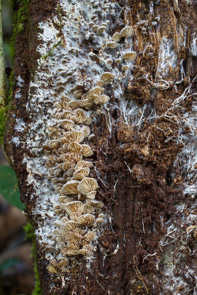 Rhodocybe crepidotoides