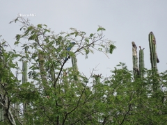 Aphelocoma wollweberi