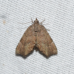 Cutina aluticolor