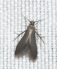 Schreckensteinia erythriella