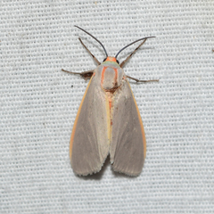 Pygarctia abdominalis