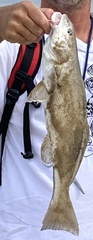 Menticirrhus undulatus