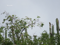 Aphelocoma wollweberi