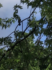 Dumetella carolinensis