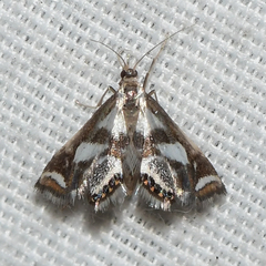 Chrysendeton imitabilis