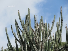 Aphelocoma wollweberi