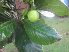 Dillenia philippinensis