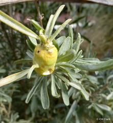 Asphondylia atriplicis