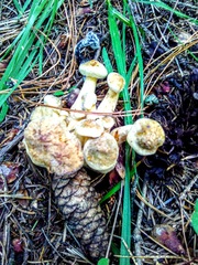 Suillus sibiricus