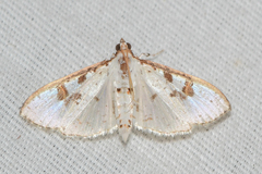 Palpita illibalis