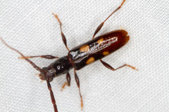 Heterachthes quadrimaculatus