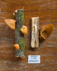 Mycobonia