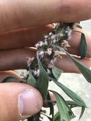 Leonurus quinquelobatus