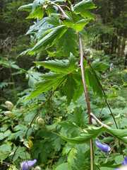 Aconitum degenii