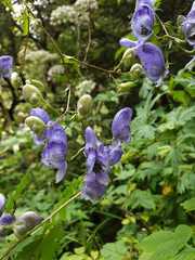 Aconitum degenii