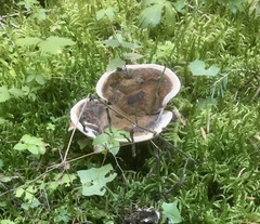 Hydnellum scrobiculatum