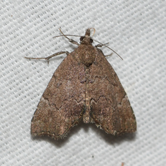 Cutina aluticolor