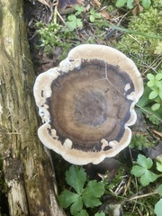 Hydnellum scrobiculatum