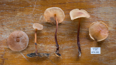 Filoboletus