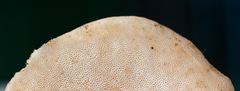 Filoboletus