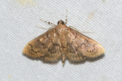 Psara obscuralis
