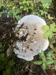 Hydnellum scrobiculatum