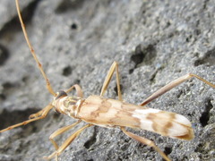 Leptoxenus ibidiiformis