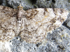 Protoboarmia simpliciaria