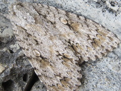 Acronicta hercules