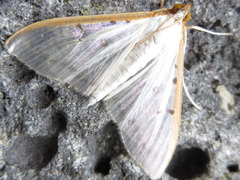 Palpita nigropunctalis