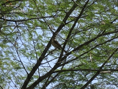 Turdus grayi