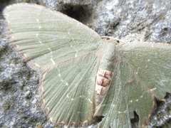 Maxates illiturata