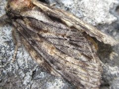 Peridea lativitta