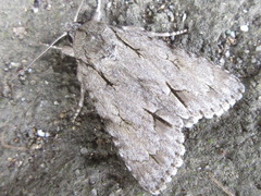 Acronicta intermedia