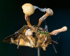 Ophiocordyceps dipterigena