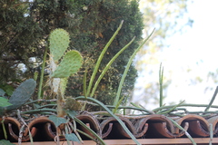 Selenicereus spinulosus