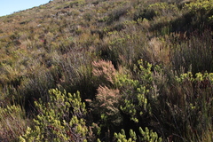 Erica hispidula