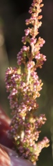 Erica hispidula