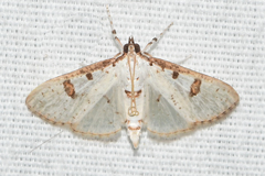 Palpita illibalis