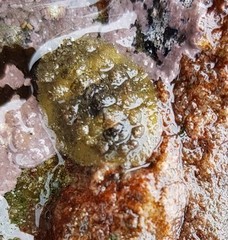 Acanthochitona