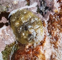 Acanthochitona
