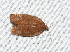 Argyrotaenia juglandana
